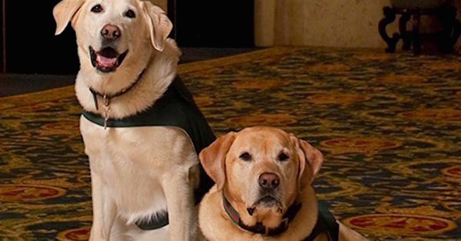 fairmont hotel vancouver dog friendly