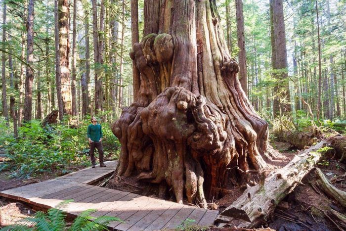 Avatar Grove In Port Renfrew Photos 2019